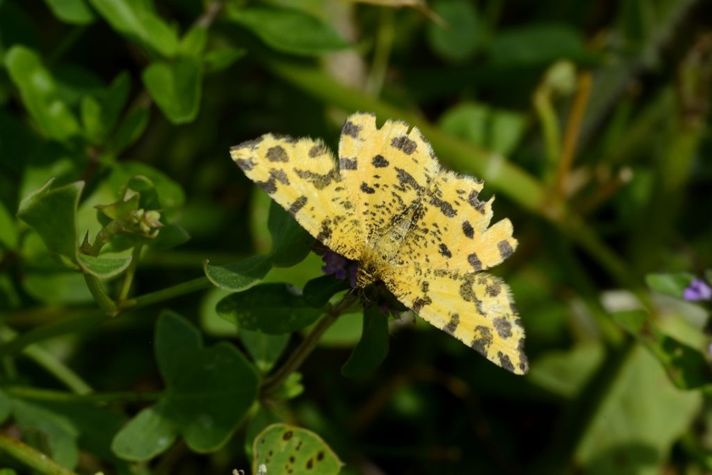 Farfalla da ID - Pseudopanthera macularia, Geometridae